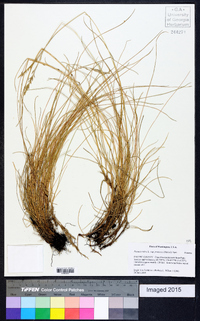 Festuca rubra image