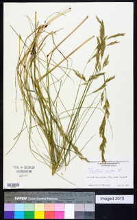 Festuca rubra image