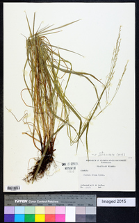 Festuca subverticillata image