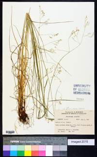 Festuca subverticillata image