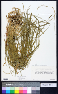 Festuca subverticillata image