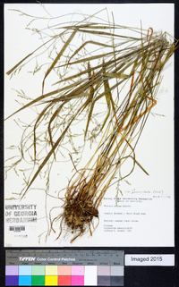 Festuca subverticillata image