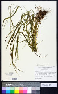 Festuca subverticillata image