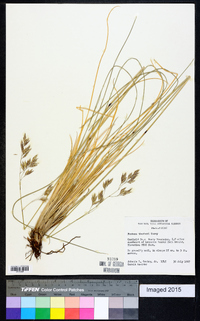 Festuca thurberi image