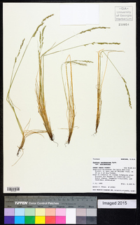 Festuca saximontana var. saximontana image