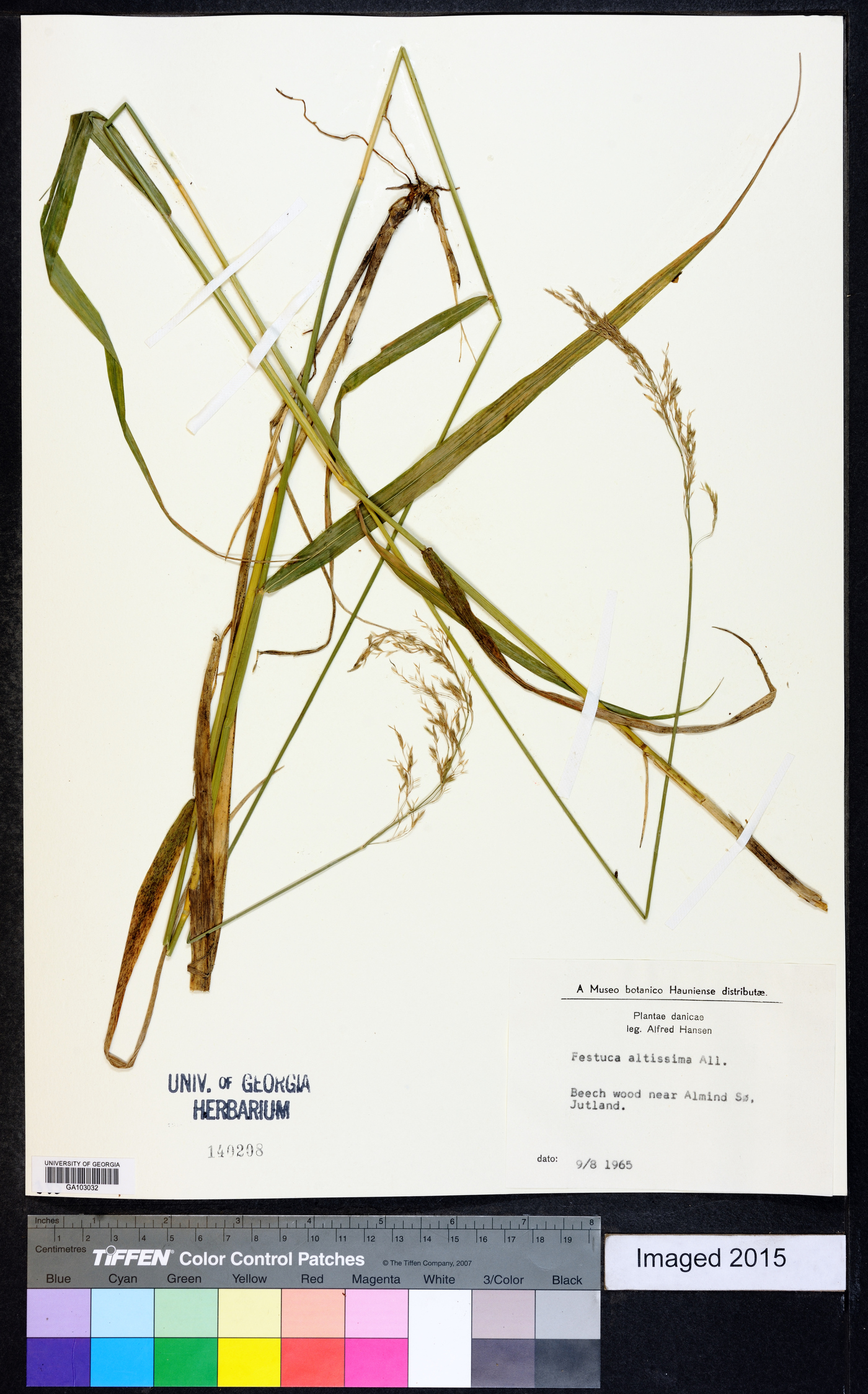 Festuca altissima image