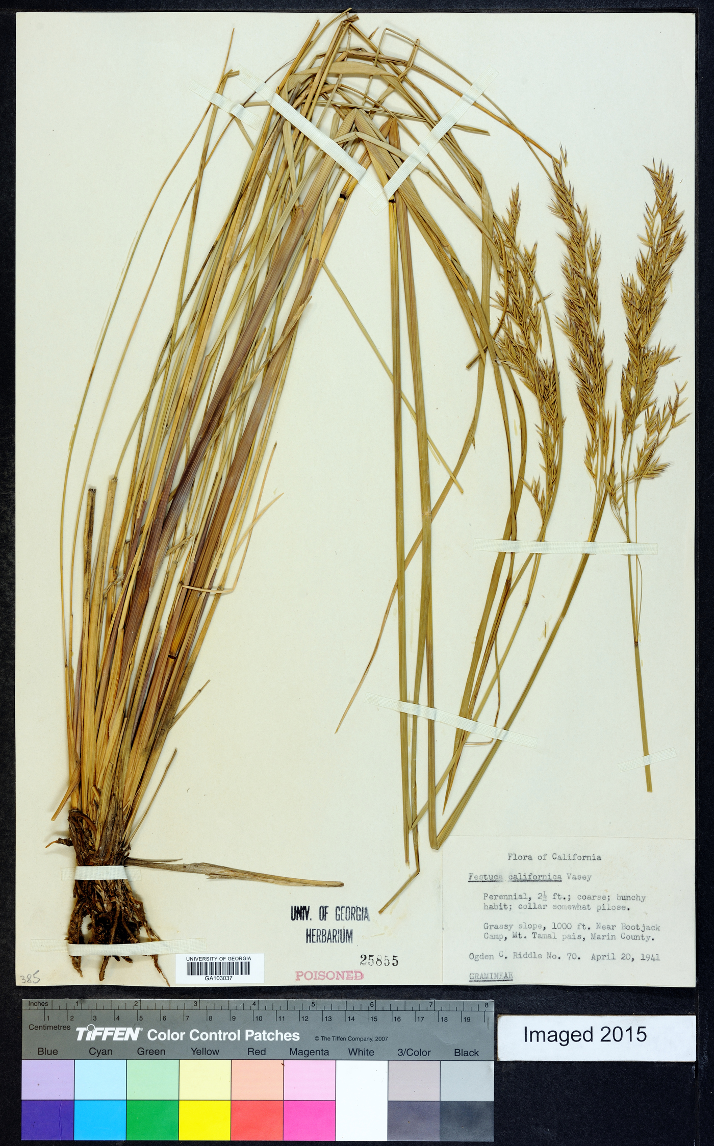 Festuca californica image