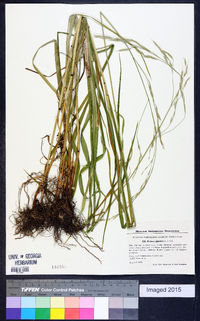 Festuca gigantea image