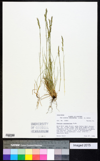 Festuca saximontana image