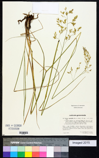Festuca spectabilis image