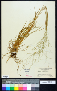 Festuca nutans image