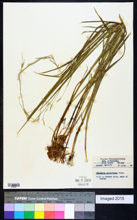 Glyceria acutiflora image