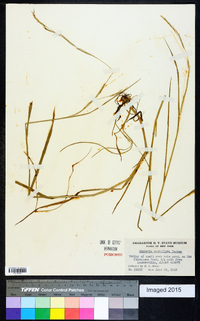 Glyceria acutiflora image