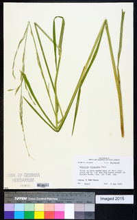 Glyceria arkansana image