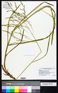 Glyceria canadensis image