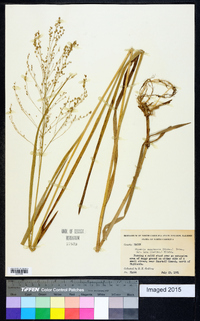 Glyceria canadensis image