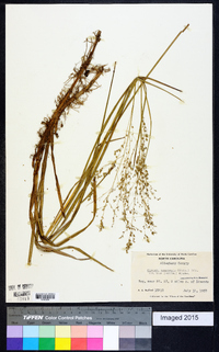 Glyceria canadensis image