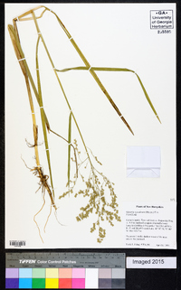 Glyceria canadensis image