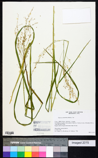 Glyceria canadensis image