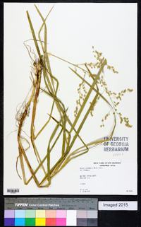 Glyceria canadensis image