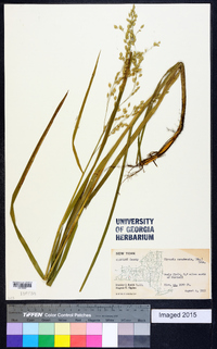 Glyceria canadensis image