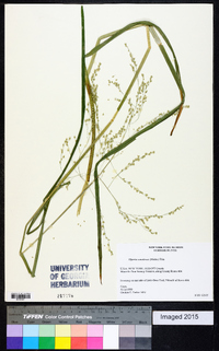 Glyceria canadensis image