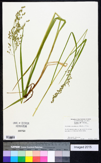 Glyceria canadensis image