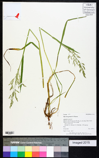 Glyceria grandis image