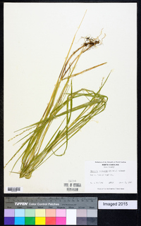 Glyceria melicaria image