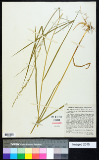 Glyceria melicaria image