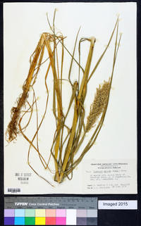 Glyceria obtusa image