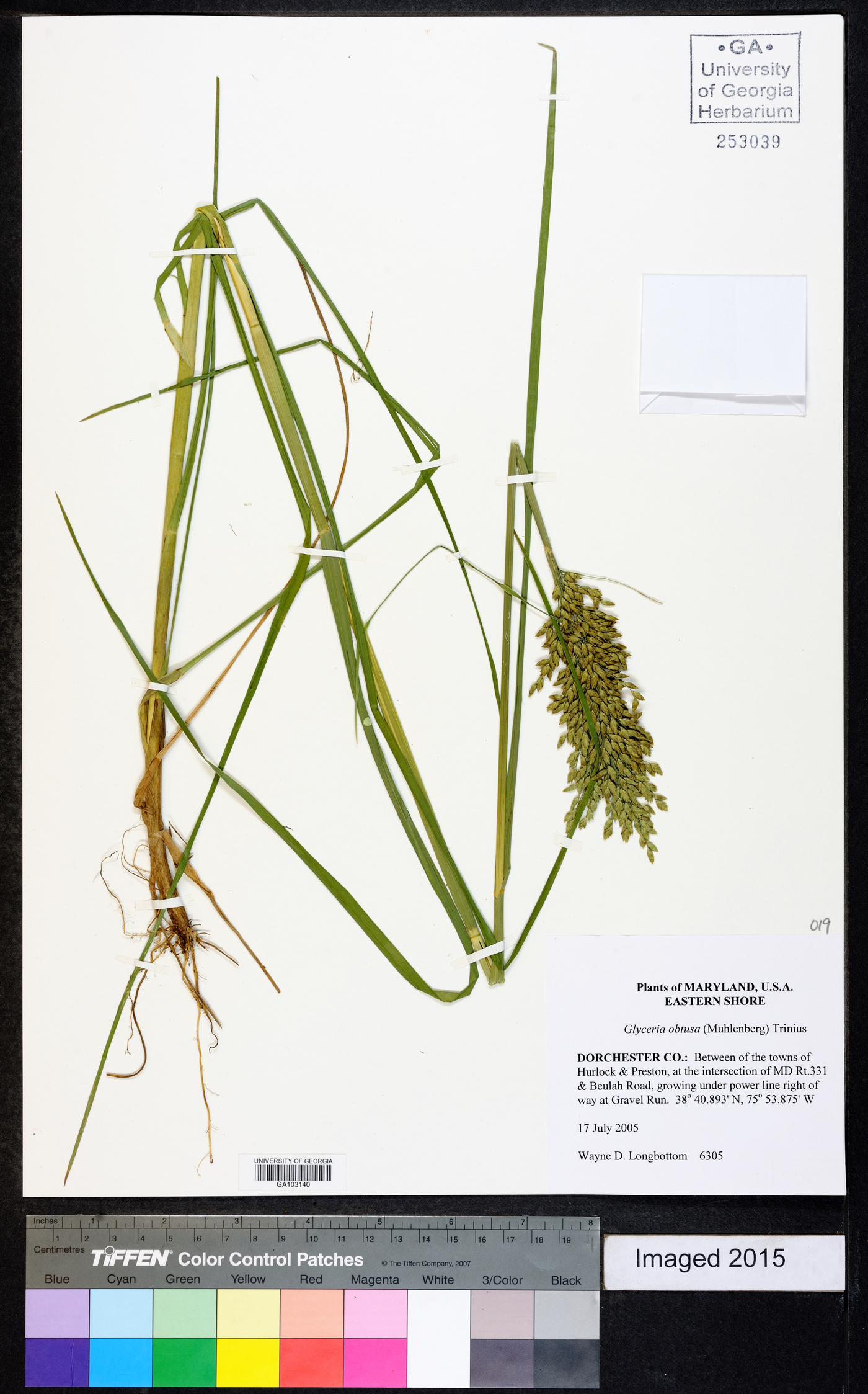 Glyceria obtusa image