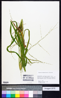 Glyceria septentrionalis image