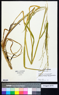 Glyceria septentrionalis image