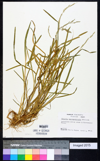 Glyceria septentrionalis image