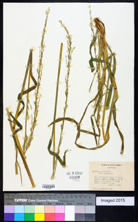 Glyceria multiflora image