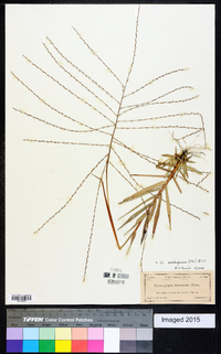 Gymnopogon ambiguus image