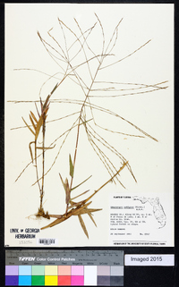 Gymnopogon ambiguus image