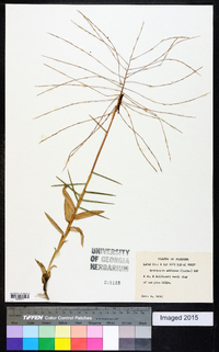 Gymnopogon ambiguus image