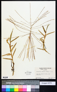 Gymnopogon ambiguus image