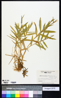 Gymnopogon ambiguus image