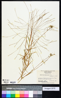 Gymnopogon brevifolius image