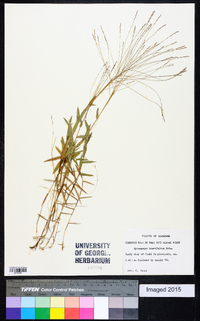 Gymnopogon brevifolius image