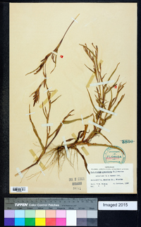 Hackelochloa granularis image