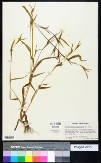 Hackelochloa granularis image