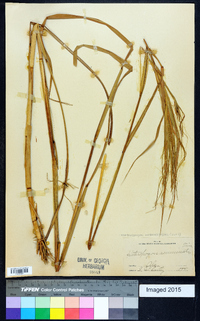 Heteropogon melanocarpus image