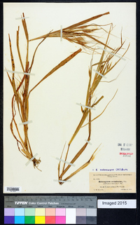 Heteropogon melanocarpus image