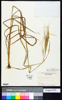 Heteropogon melanocarpus image