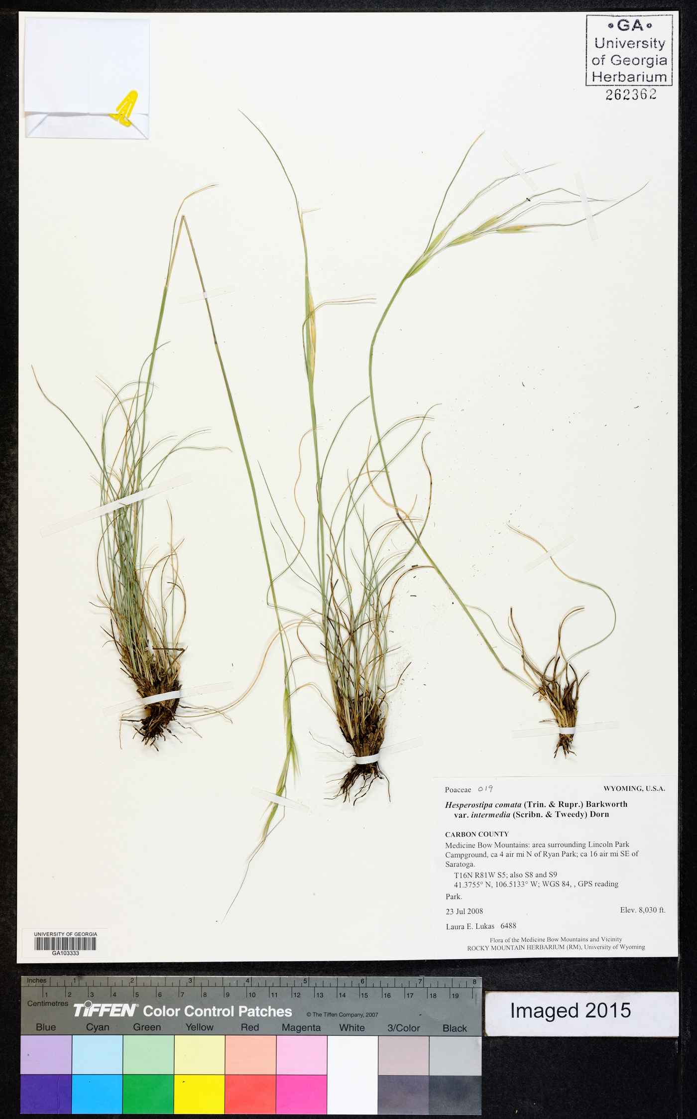 Hesperostipa comata subsp. intermedia image