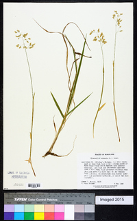 Anthoxanthum nitens image